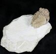 Amazing Hoplolichoides Trilobite From Russia - #28048-6